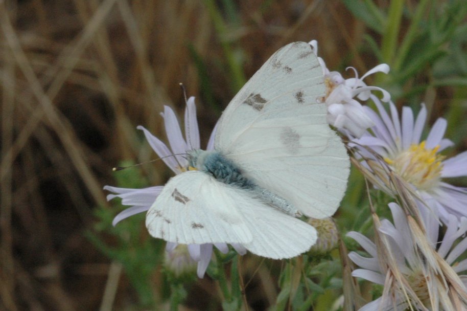 031 2010-06306179b Antelope Island SP, UT.JPG - Checkered White (Pontia protodice). Butterfly. Antelope Island State Park, UT, 6-30-2010